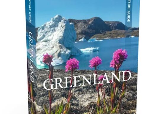 Greenland’s Glaciers: Untouched Arctic Beauty Few Travelers