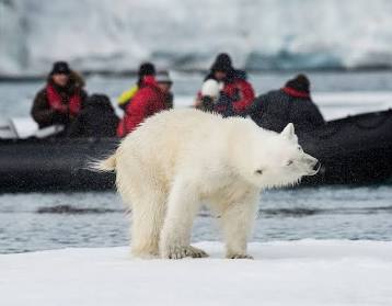 Polar bear safari Svalbard